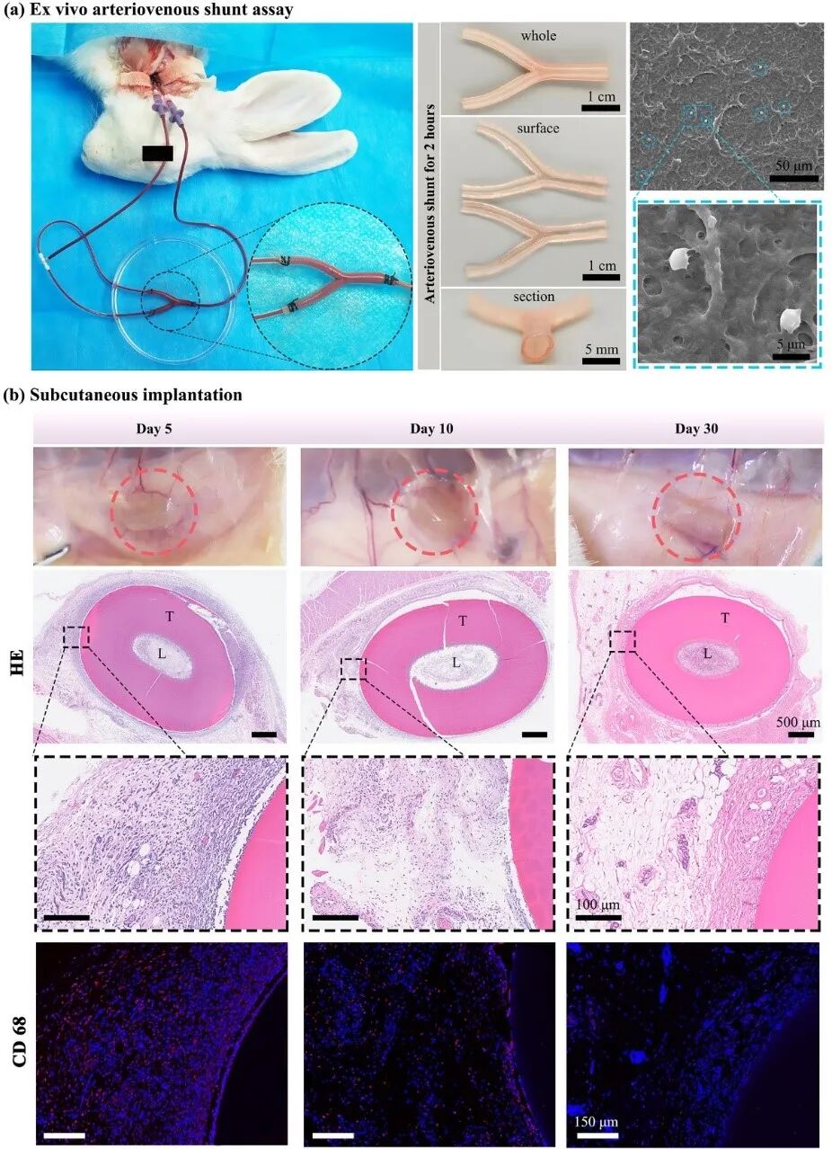 明胶在血管怎么降解华南理工曹晓东&董华 ｜ 联合 3D 打印和刺激响应水凝胶构建复杂多分叉血管网络的通用策略_https://www.jmylbn.com_新闻资讯_第7张