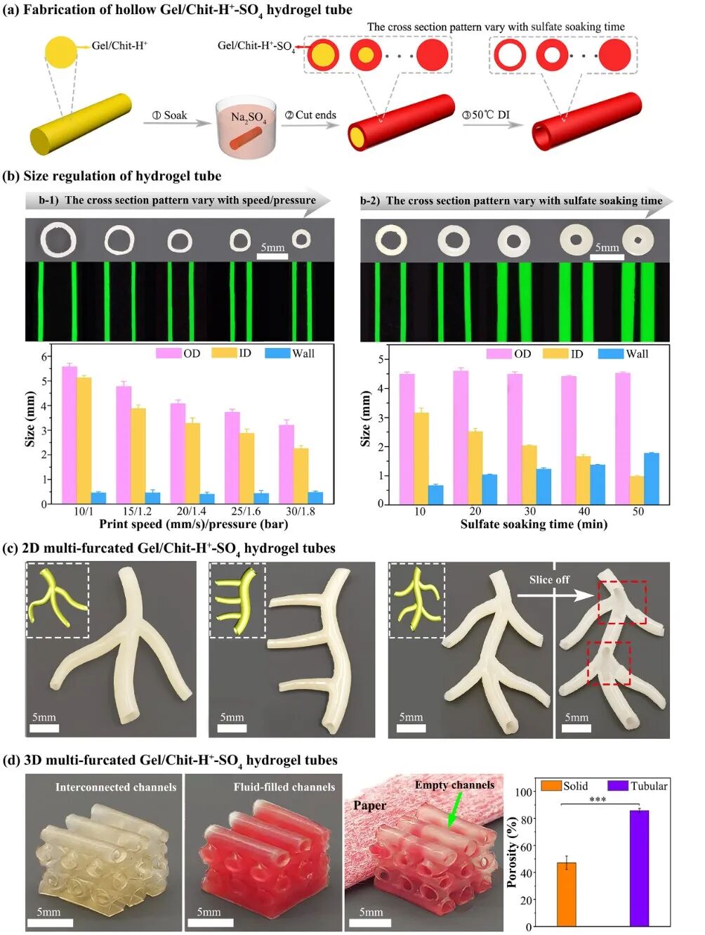明胶在血管怎么降解华南理工曹晓东&董华 ｜ 联合 3D 打印和刺激响应水凝胶构建复杂多分叉血管网络的通用策略_https://www.jmylbn.com_新闻资讯_第4张