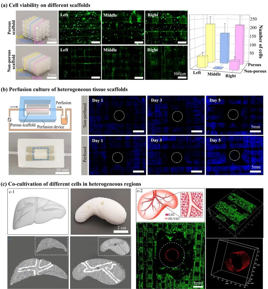 明胶在血管怎么降解华南理工曹晓东&董华 ｜ 联合 3D 打印和刺激响应水凝胶构建复杂多分叉血管网络的通用策略_https://www.jmylbn.com_新闻资讯_第9张