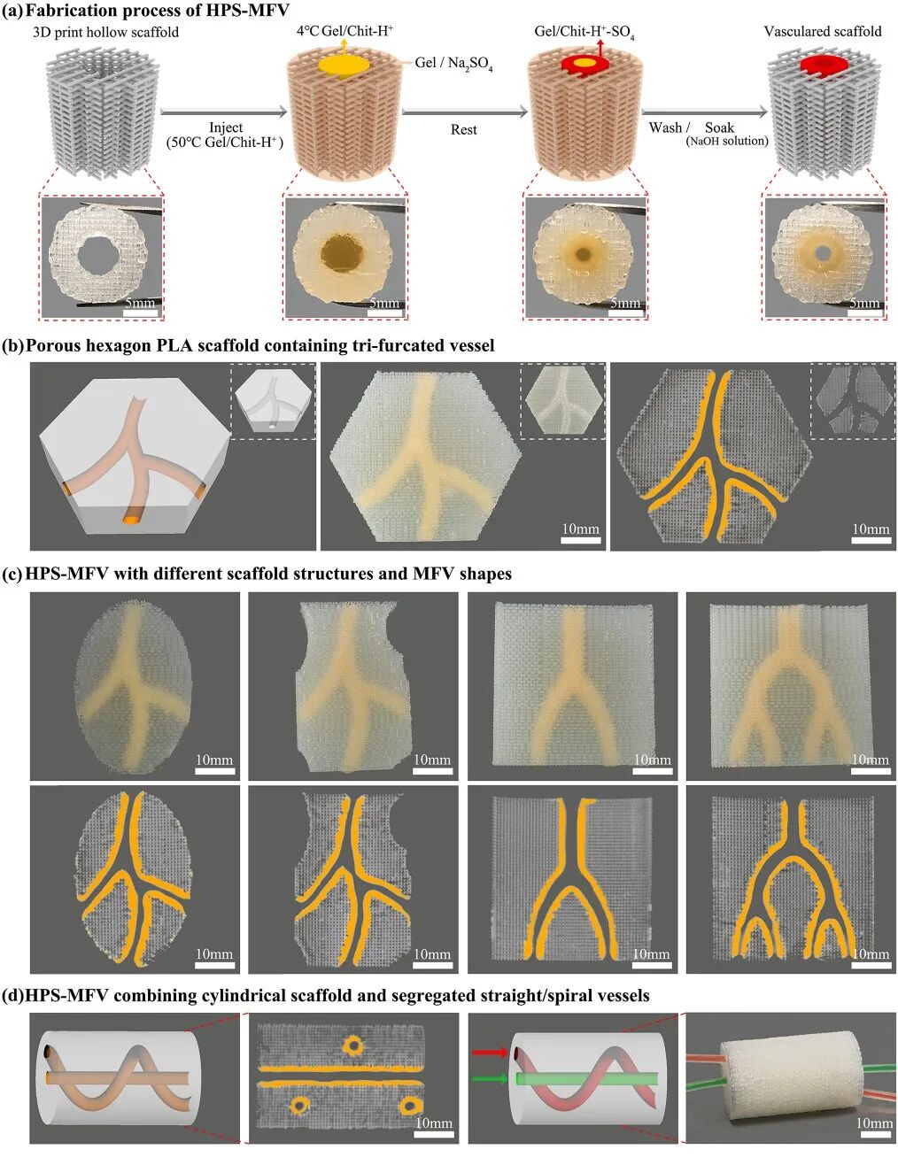 明胶在血管怎么降解华南理工曹晓东&董华 ｜ 联合 3D 打印和刺激响应水凝胶构建复杂多分叉血管网络的通用策略_https://www.jmylbn.com_新闻资讯_第8张