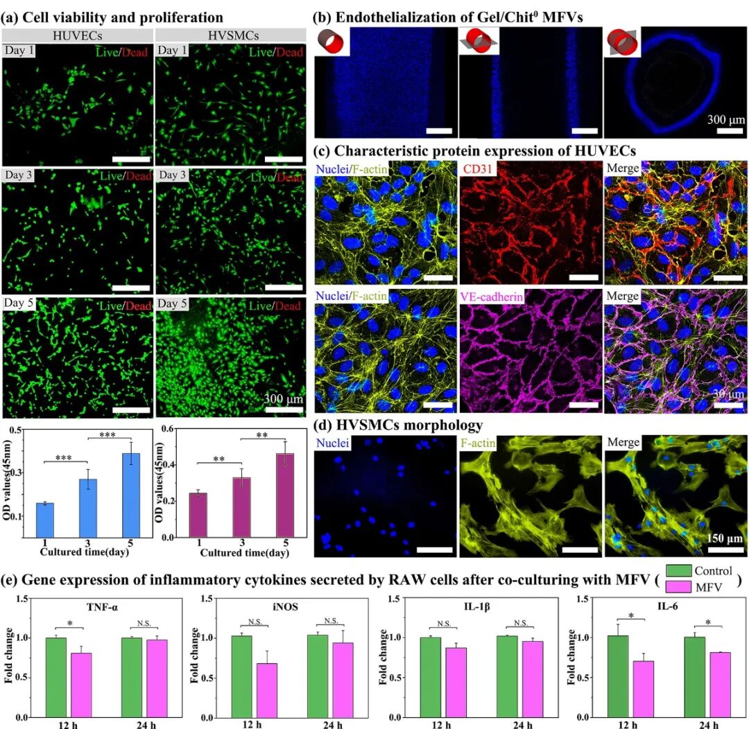 明胶在血管怎么降解华南理工曹晓东&董华 ｜ 联合 3D 打印和刺激响应水凝胶构建复杂多分叉血管网络的通用策略_https://www.jmylbn.com_新闻资讯_第6张