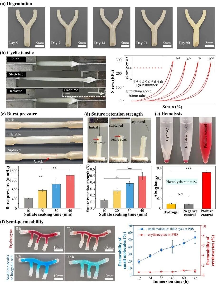 明胶在血管怎么降解华南理工曹晓东&董华 ｜ 联合 3D 打印和刺激响应水凝胶构建复杂多分叉血管网络的通用策略_https://www.jmylbn.com_新闻资讯_第5张