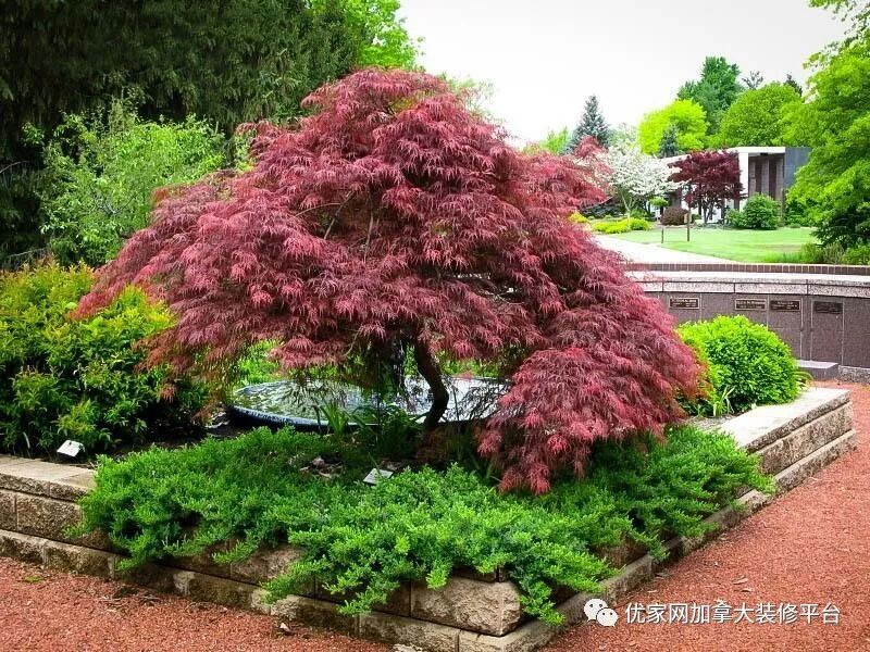 想要秋色满园 我们教你如何种日本红枫 优家网加拿大装修平台 微信公众号文章阅读 Wemp