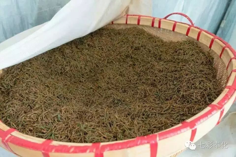 國慶宅家很無聊?小綵帶你探秘古法制茶|廣西優質茶葉交流組