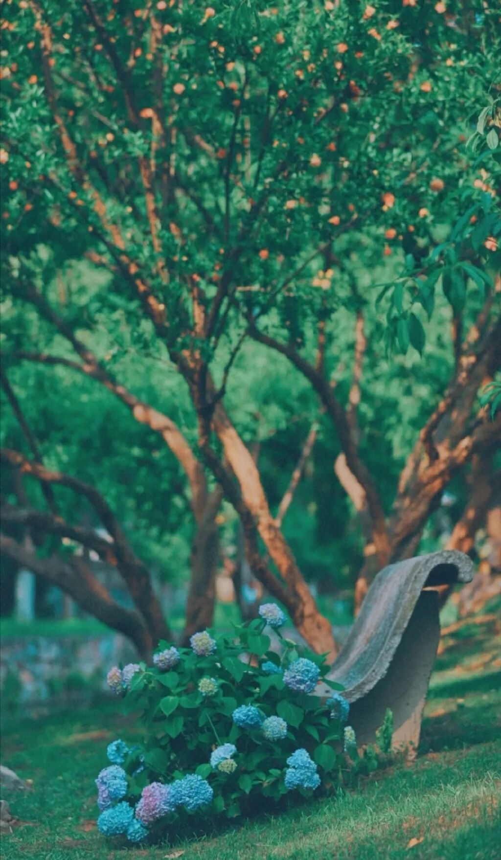 忽觉夏深年将半 国学精粹与生活艺术 微信公众号文章阅读 Wemp