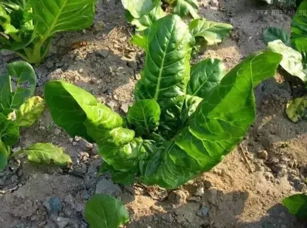 蕉岭以前用来喂猪的"猪食菜",现在却成了餐桌上的美食!