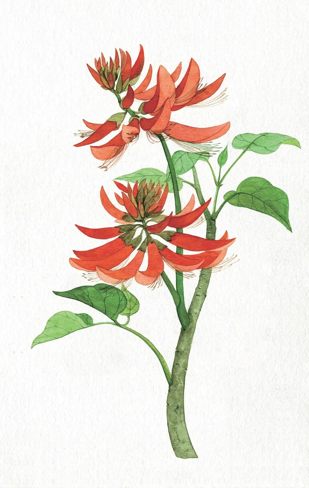 Mmbiz Qpic Cn Mmbiz Jpg Pziaakhskwetfubvkqchkbe