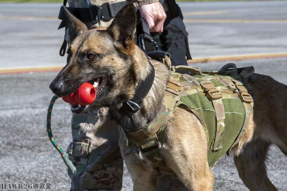 美国军犬直升机索降训练搭乘 铺路鹰 上天使用特殊索具下滑 自由微信 Freewechat