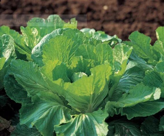 第二讲：马太福音【二】诸天之国(图4)