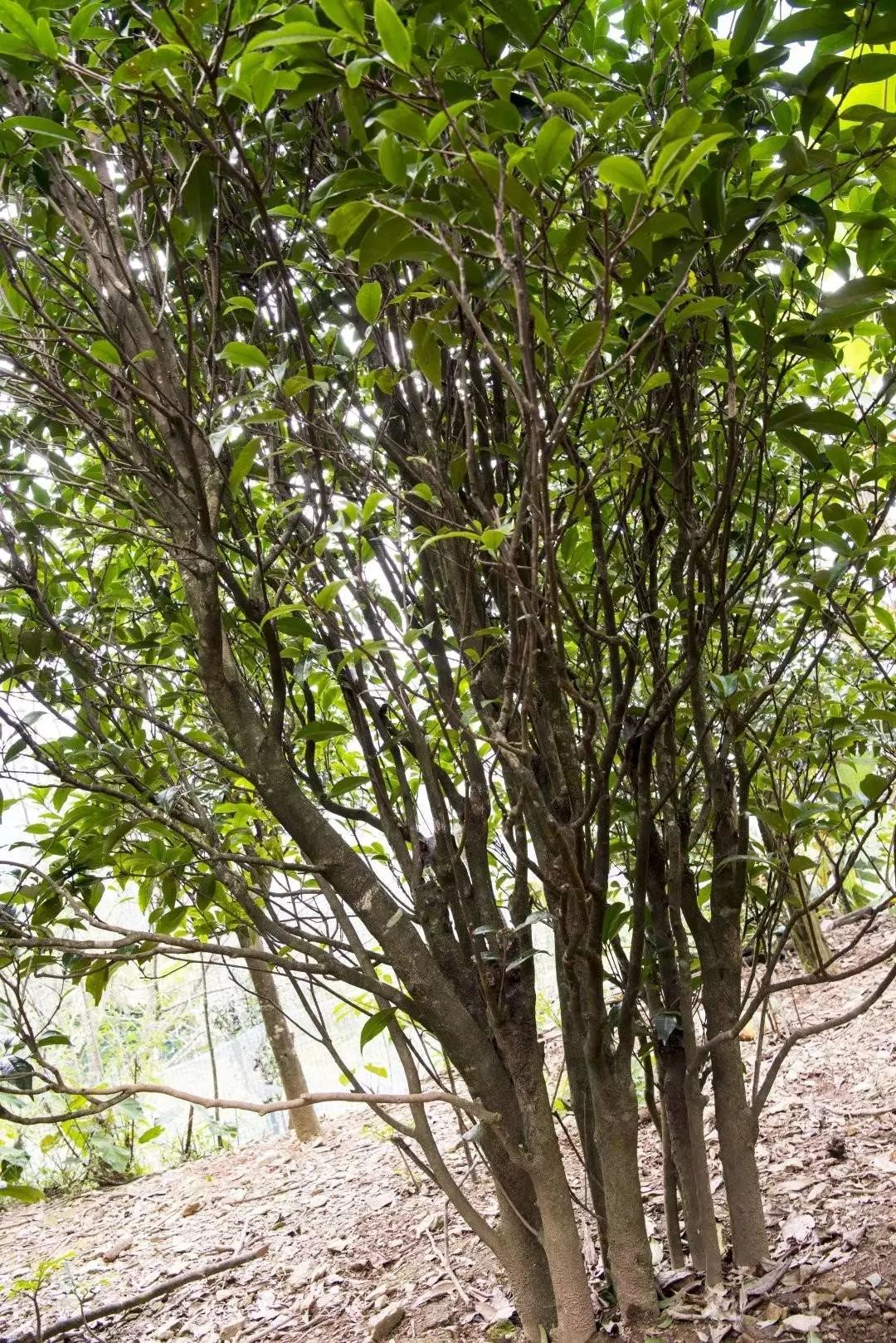 芦山村一村民家中后院移栽的野茶大茶树