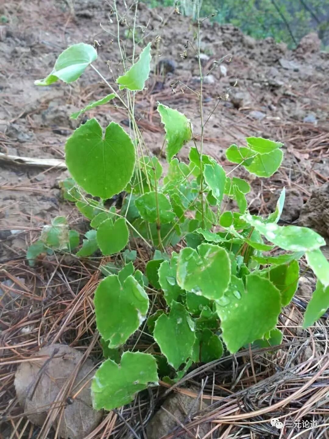 壮阳将军---淫羊藿