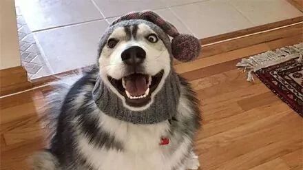 这只哈士奇和猫生活了很久以后，终于进化成了大熊猫...