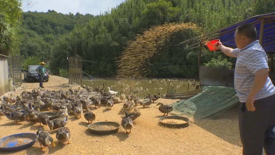 围观一村一品远销珠三角的怀集山坑玉米鸭你听说过没