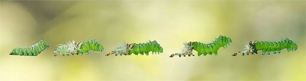 变态世间生物有哪些_变态生物是什么意思_世间最变态生物