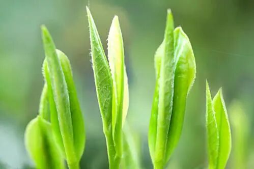有机茶真的比普通茶好吗？让科学实验告诉你真相！