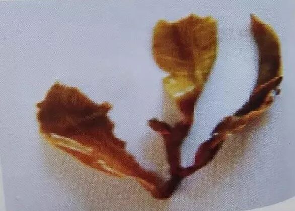 普洱茶饼常得8种“病”，快快给你家茶饼做个“体检”吧！