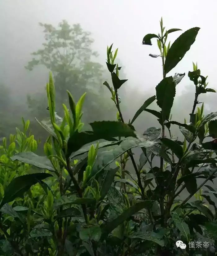 【優選預告】桐木關正山老樅紅茶,茶奧會金獎茶廠為你奉上