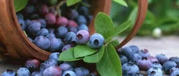 水果界里的“抗炎高手”，关节炎患者可以多吃