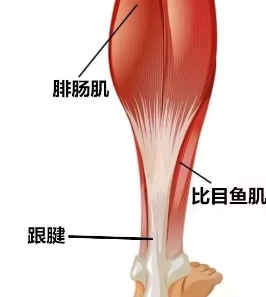 腳跟痛，原來是這樣！ 未分類 第14張