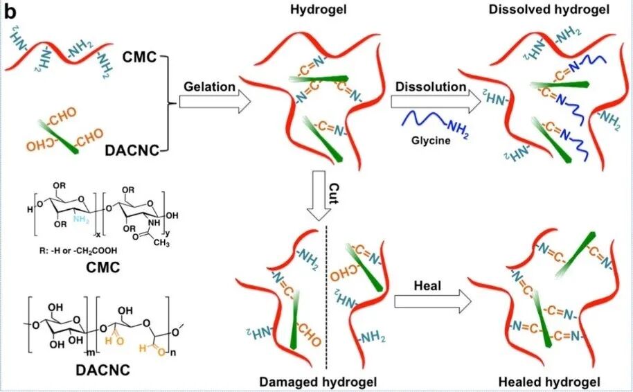 水凝胶伤口敷料怎么用伤口愈合，水凝胶来帮你_https://www.jmylbn.com_新闻资讯_第18张