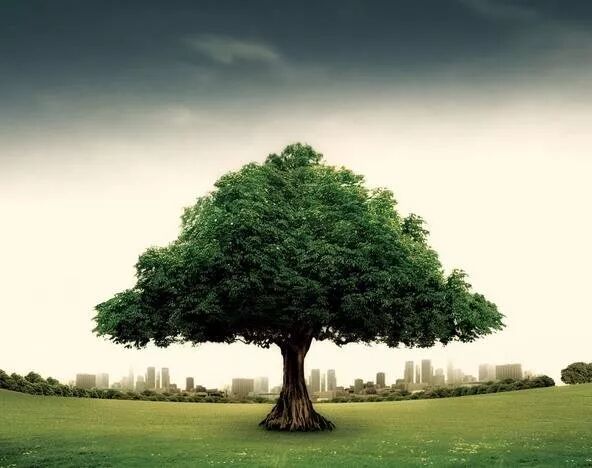 《大树之恩》，看哭无数人，建议收入教材