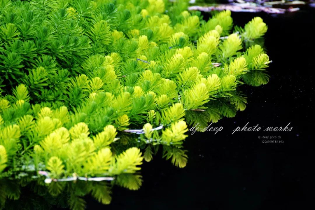 植物会说话 金鱼藻的水下烟花大会 观赏鱼世界 微信公众号文章阅读 Wemp
