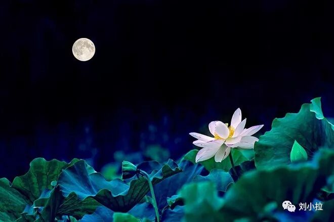 细品 荷塘月色 刘小拉 微信公众号文章阅读 Wemp
