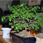 厉害| 茶树也可以盆栽?种一颗让家里充满茶香！