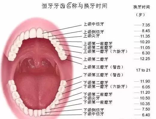 关于智齿 你真的知道该不该拔吗 枣强利民口腔 微信公众号文章阅读 Wemp