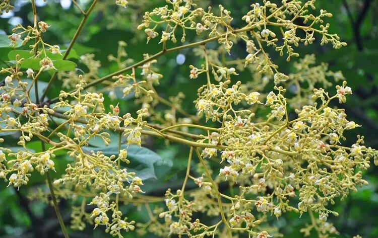 青桐 挂着一串串乡愁 花之印 微信公众号文章阅读 Wemp