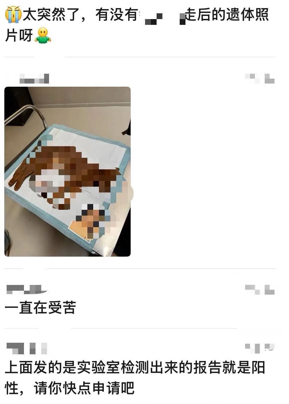 猫咪死后王田与商家的聊天记录
