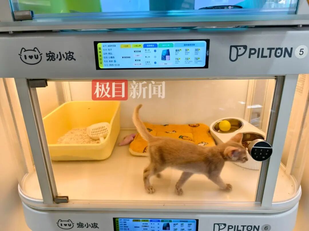 宠小皮线下门店待领养猫咪（极目新闻记者拍摄）