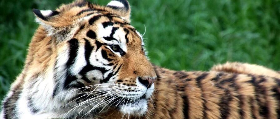 中国虎的最后100年：杀戮与疯狂