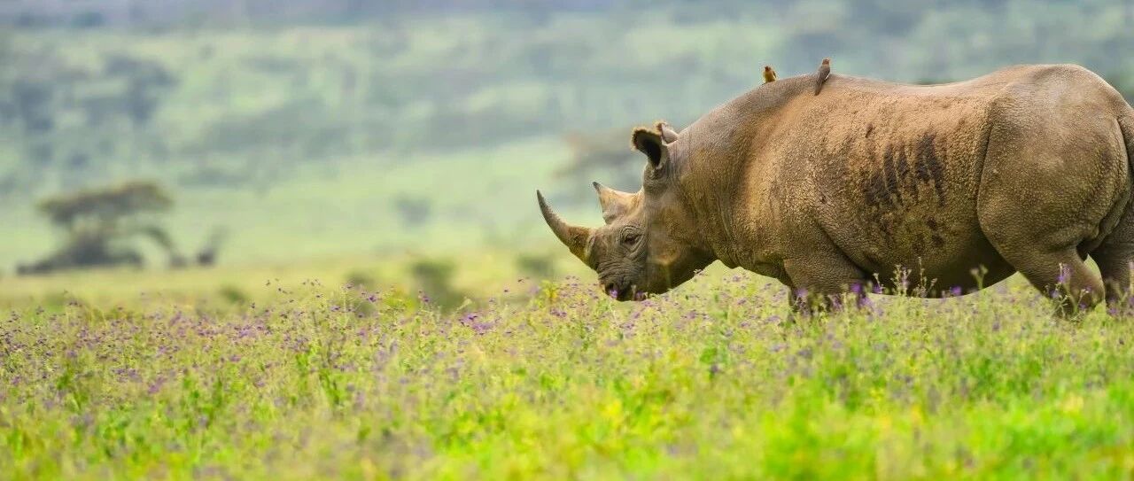 中国犀牛消亡史