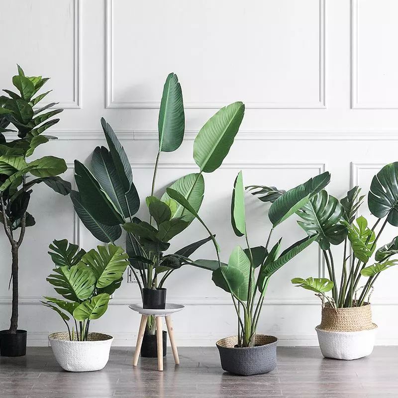 夏季养花正确的正确“姿势”，赶紧收藏！