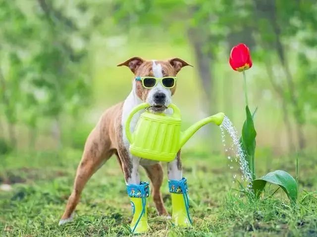 夏季养花正确的正确“姿势”，赶紧收藏！