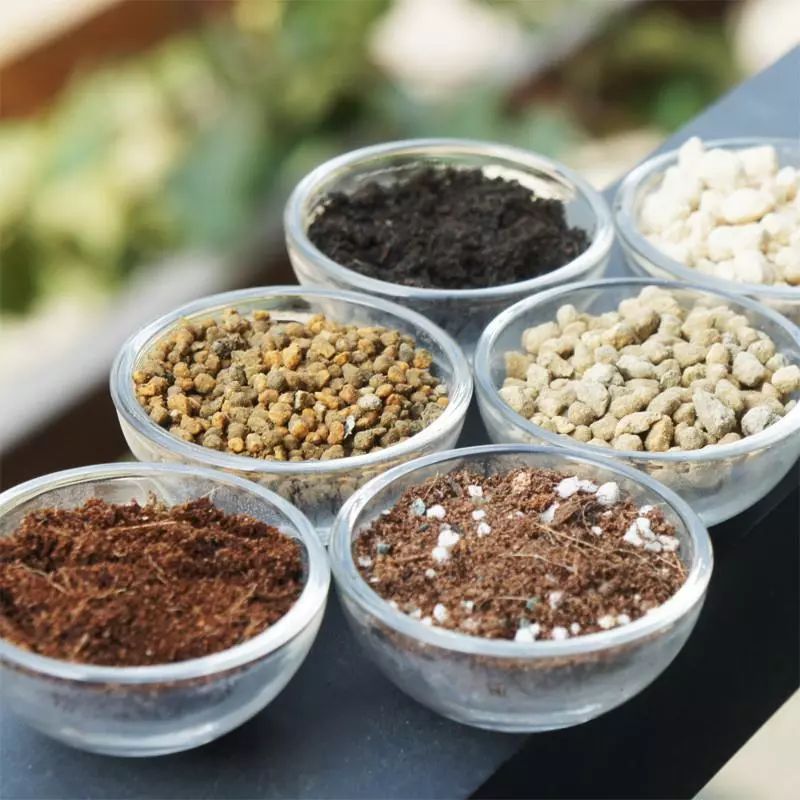 夏季养花正确的正确“姿势”，赶紧收藏！