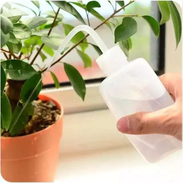 夏季养花正确的正确“姿势”，赶紧收藏！