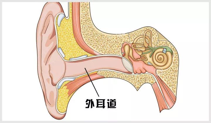 游完泳耳朵痛得難受,很多人第一個想到的會是中耳炎,其實不然.