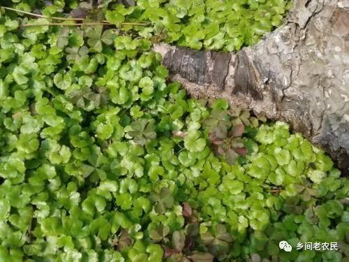 农村这种野草,可以用来装饰,还是一种有热解毒清作用的药材