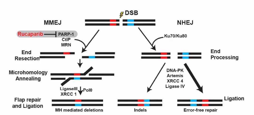 的疾病模型:肢带型肌营养不良2g型( limb-girdle muscular dystrophy