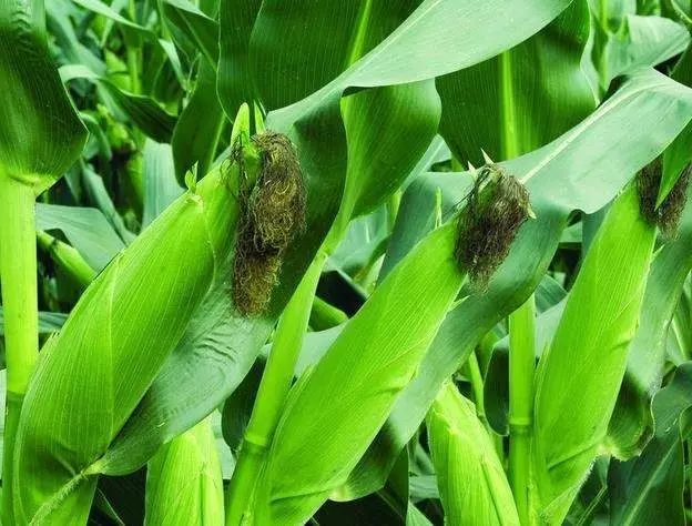 中外科学家破解玉米单倍体诱导之谜激烈竞争的背后故事