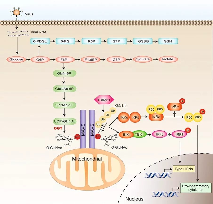 Cell Host Micro丨华人学者揭示葡萄糖代谢新途径参与抗病毒天然免疫机制 Bioart 微信公众号文章阅读 Wemp