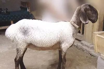 最贵的刀郎羊照片图片