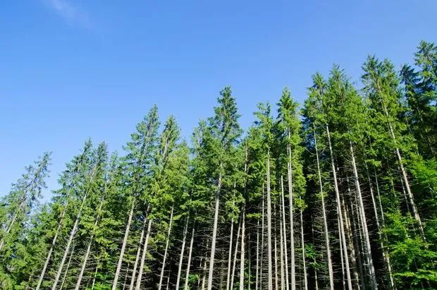 封加平：对林业产业现代化发展趋势的观察与思考 ——在“两山”财富研讨会上的