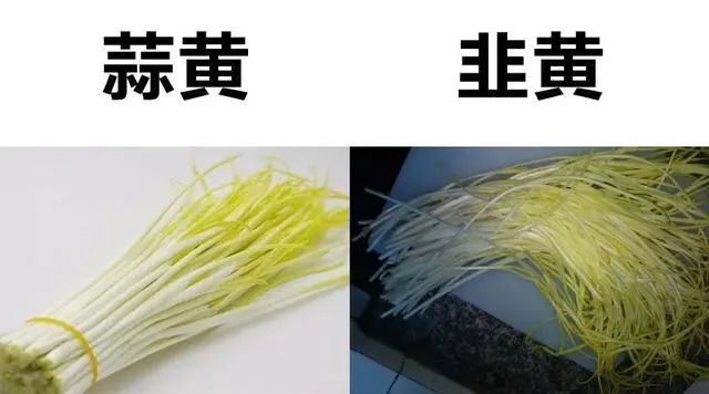 韭菜毫是什么