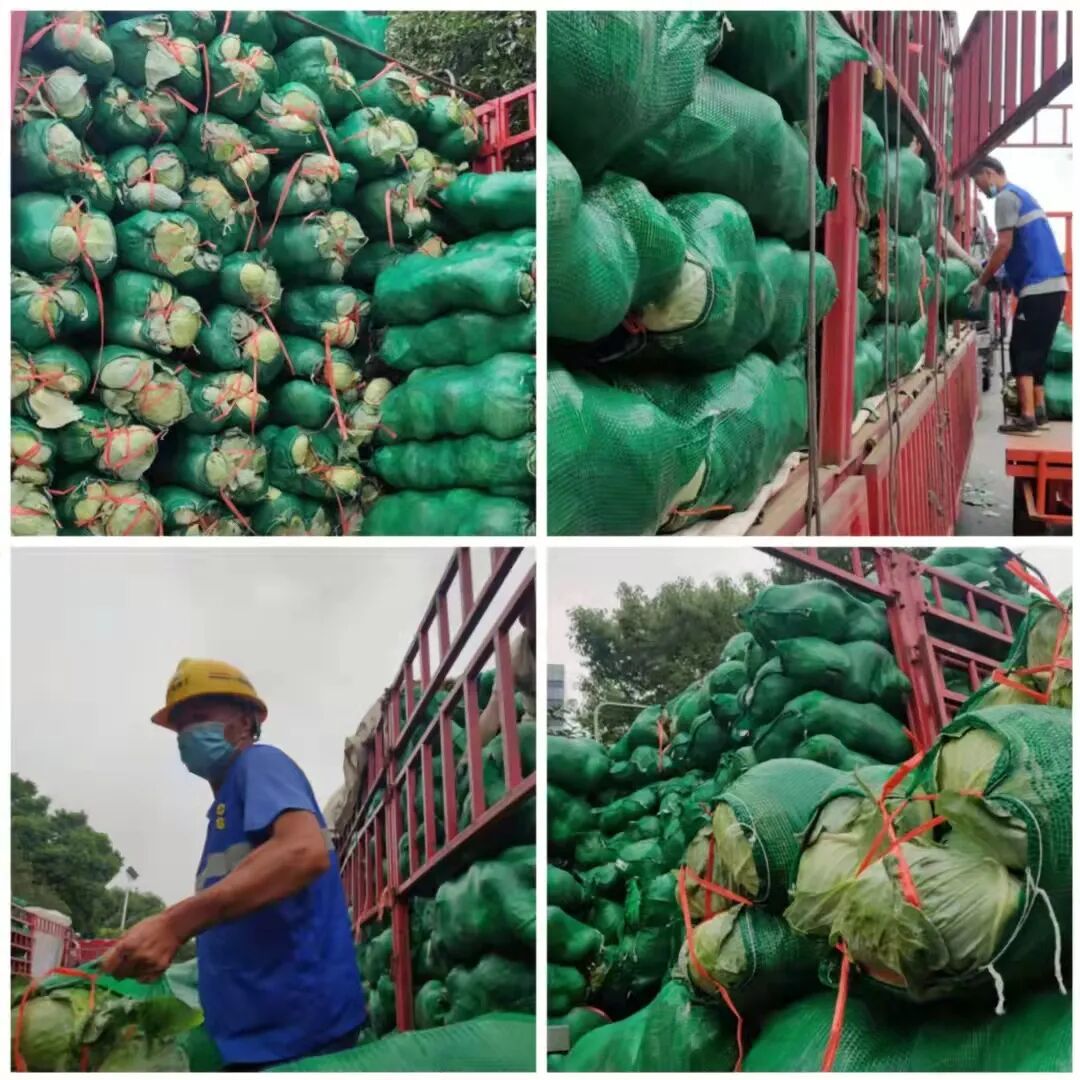 甘蓝菜 上海江桥：辣椒、甘蓝、番茄等表现”亮眼”，叶菜类小幅下滑