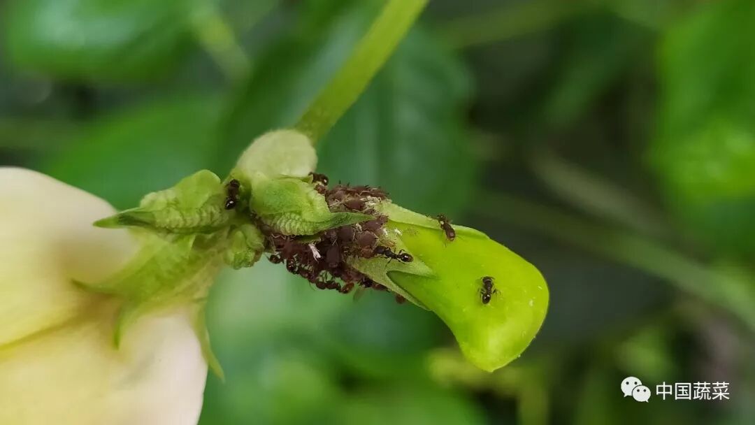 医用夹板怎么软化农民的智慧是无穷的！“夹板芹菜”又白又嫩，您吃过吗？_https://www.jmylbn.com_新闻资讯_第11张