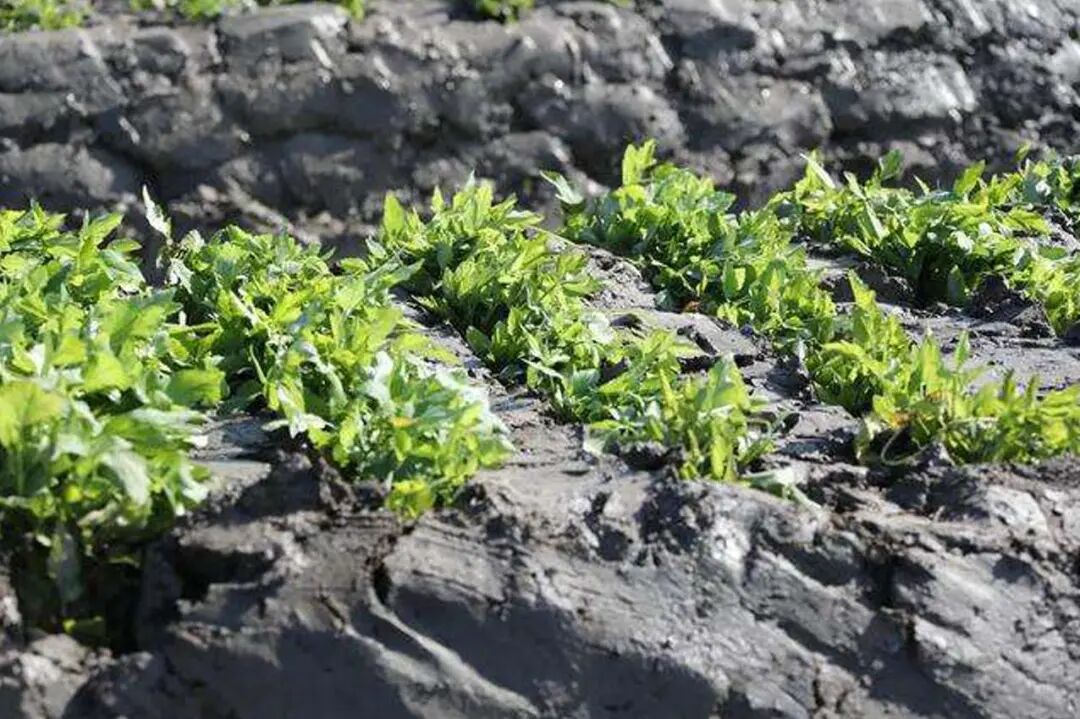 医用夹板怎么软化农民的智慧是无穷的！“夹板芹菜”又白又嫩，您吃过吗？_https://www.jmylbn.com_新闻资讯_第6张