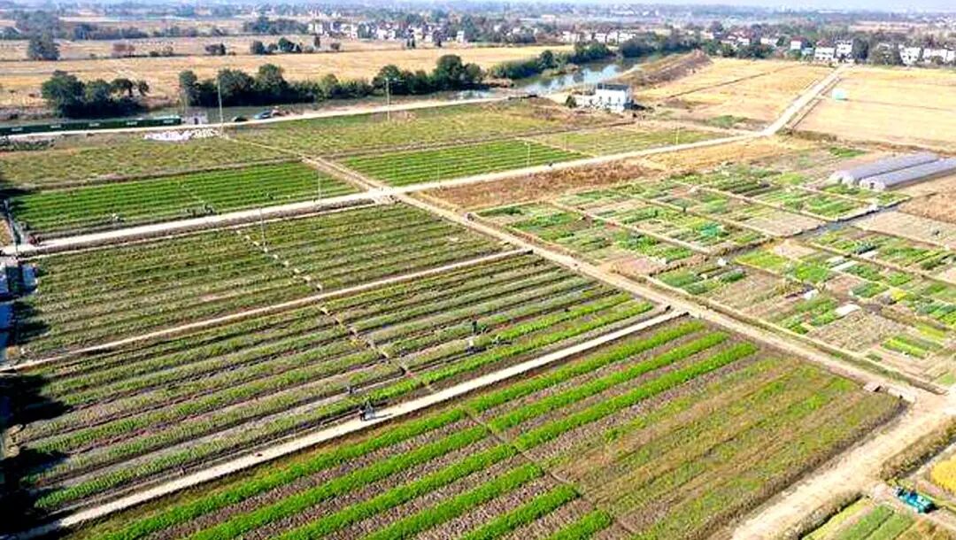 医用夹板怎么软化农民的智慧是无穷的！“夹板芹菜”又白又嫩，您吃过吗？_https://www.jmylbn.com_新闻资讯_第7张